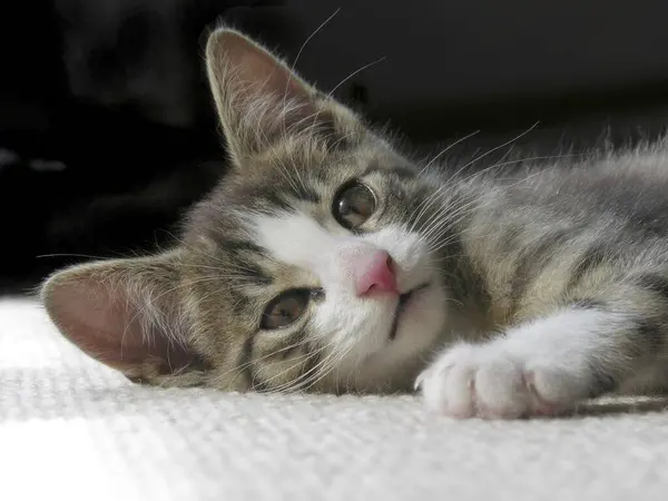 Young House Kitten Close View — Stock Photo, Image