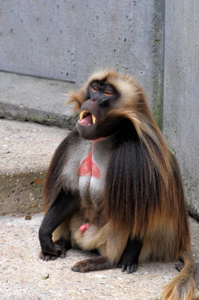 Stuttgart Zoologiczny Ogród Botaniczny Wilhelma Monkey Djelada Gelada Babon Djelada — Zdjęcie stockowe