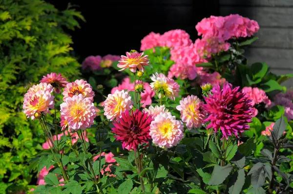 Różne Dahlie Hortensjami Kwitnącymi Ogrodzie — Zdjęcie stockowe