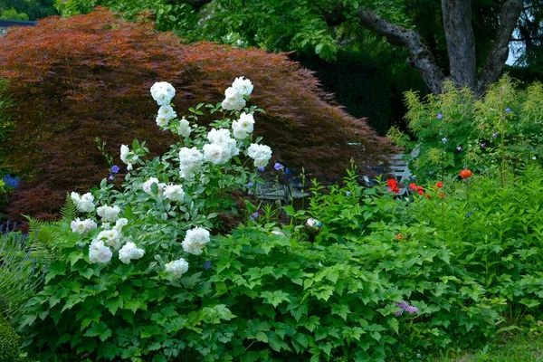 Rosas Blancas Jardín Perenne Floreciente — Foto de Stock