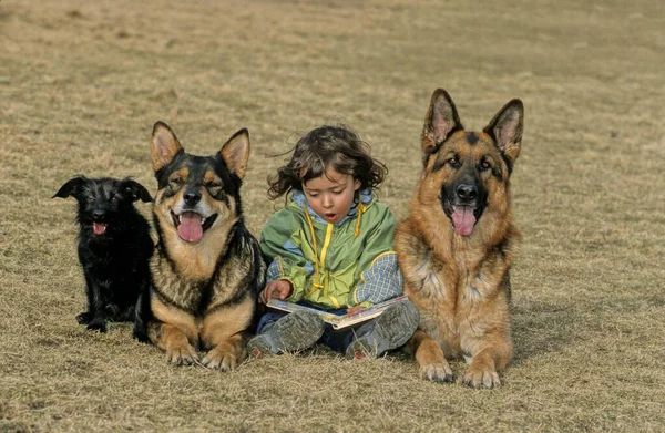 Kleine Mdchen Mit Mischlingshunden Und Schferhunden Niña Pequeña Con Perros —  Fotos de Stock