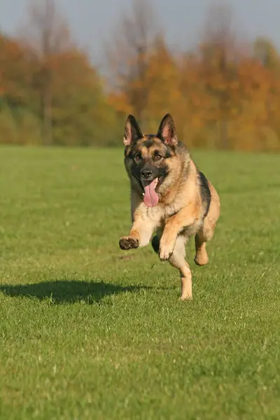 German Shepherd Dog Canis Lupus Familiaris Running Meadow — Stock Photo, Image