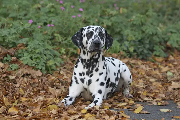 Dalmatian in autumn leaves on the meadow