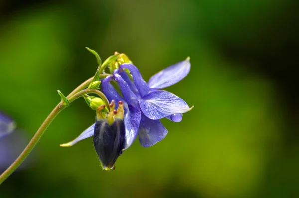 欧洲草本植物 Aquilegia Vulgaris 木材草本植物 蓝色草本植物 — 图库照片