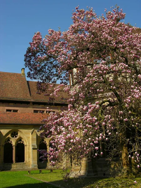 Magnolia Blossom Vid Maulbronn Kloster Baden Wrttemberg Tyskland — Stockfoto