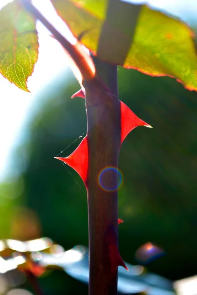 Red Rose Thorns Stem Light — Stock Photo, Image