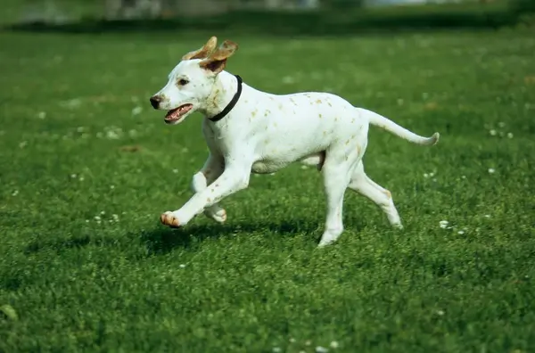 Retrato Perro Joven Dálmata Corriendo Por Prado —  Fotos de Stock