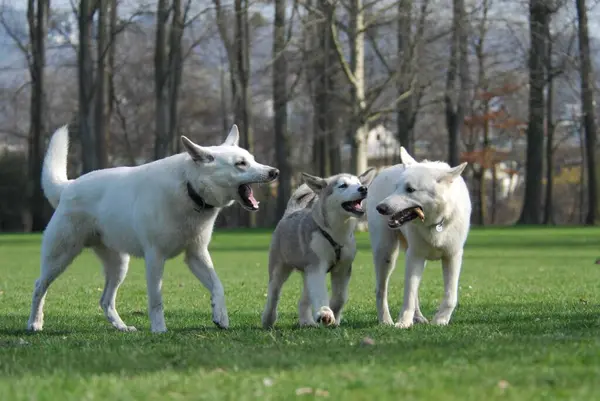 Two White Swiss Shepherd Dogs and a young Alaskan Malamute, puppy 15 weeks old, playing together, FCI Standard No. 347 and No. 243, two White Swiss Shepherd Dogs and a young Alaskan Malamute, puppy 15 weeks old, playing gray wolf (canis lupus)
