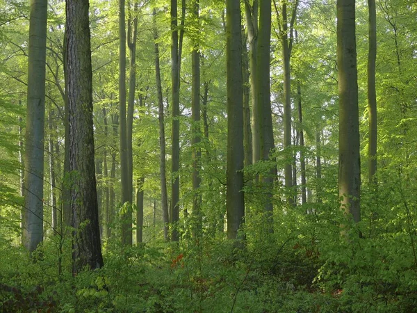 Forêt Feuillus Printemps — Photo
