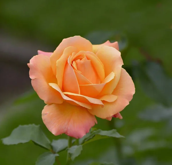 Rosa Naranja Única Jardín — Foto de Stock