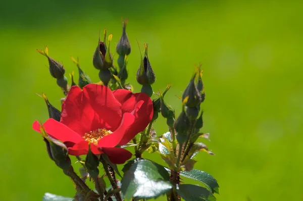 Jedna Kvetoucí Červená Růže — Stock fotografie