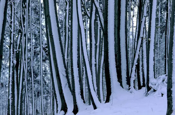 Verschneiter Wald Der Wintersaison — Stockfoto