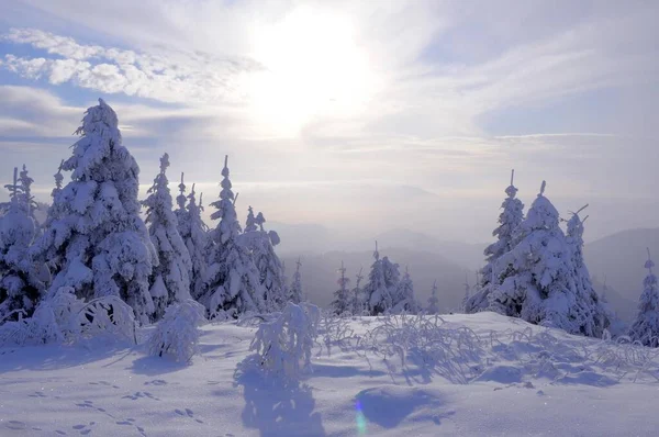 Zwarte Woud Zwarte Woud Winter Sparrenbos Zwarte Woud High Road — Stockfoto