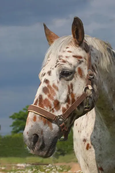 Schönes Pferd Auf Naturhintergrund — Stockfoto