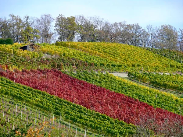 Wijngaarden Herfst Buurt Van Maulbronn Natuur Achtergrond — Stockfoto