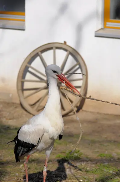 Zoologická Zahrada Pforzheimu White Stork Sbírá Hnízdící Materiál — Stock fotografie