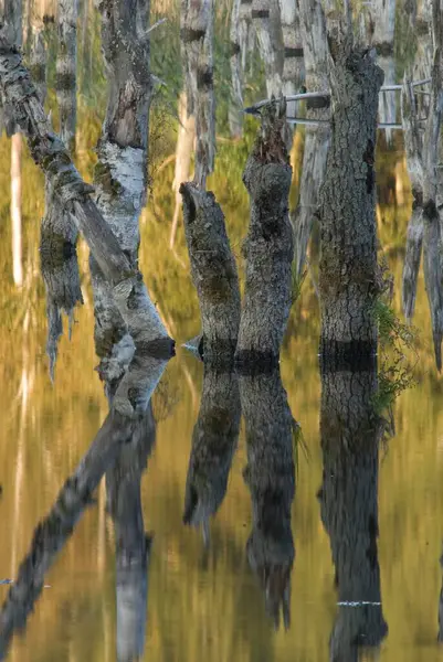 Speck Yakınlarında Değirmen Gölü — Stok fotoğraf