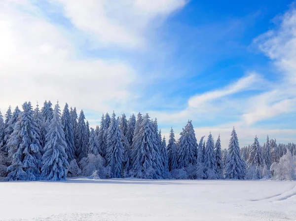 Шварцвальд Северный Шварцвальд Около Книбиса Зимой Еловый Лес Снегом Германия — стоковое фото