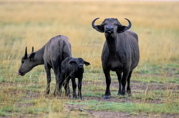 Afrikaanse Buffel Syncerus Caffer Met Jong Tanzania Afrika — Stockfoto
