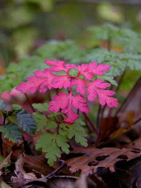 Renkli Sonbahar Yaprağı Yakın Görünüm — Stok fotoğraf