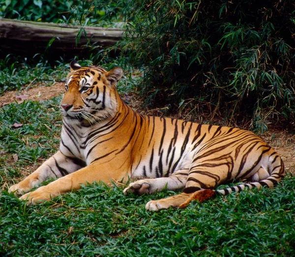 Kunglig Bengalisk Tiger Panthera Tigris Tigris — Stockfoto