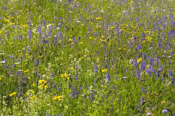 草原に色とりどりの花 — ストック写真