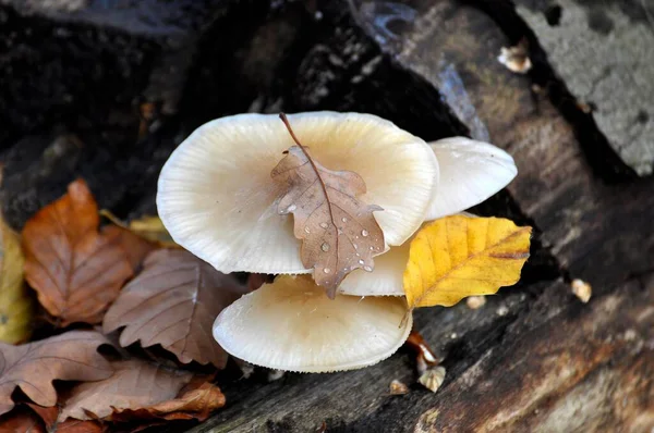 Pilz Auf Einem Baumstamm Wald Porzellanpilz — Stockfoto