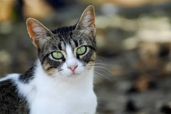 Tamkatt Tabby Med Vitt Porträtt Tinos Island Cyklader Grekland Katt — Stockfoto