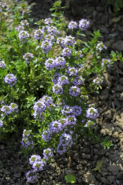 Herb : Summer savory (Satureja hortensis), garden savory flowering in the garden