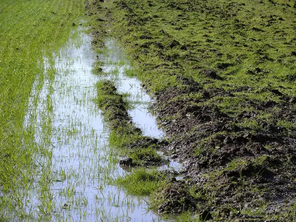 Fält Översvämmat Regn — Stockfoto