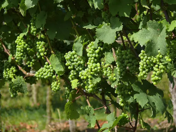Maulbronn Groene Onrijpe Druiven Wijnstok — Stockfoto