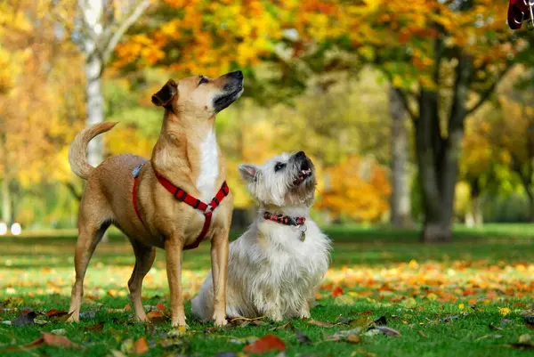 Cairn Terrier Mestiço Cão Doméstico Canis Lupus Familiaris Prado Frente — Fotografia de Stock