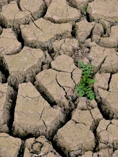 割れた地球の亀裂 夏に乾燥した川 — ストック写真