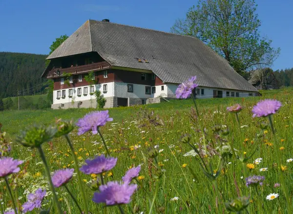 Black Forest Farm Blumenwiese Nära Hinterzarten Övre Schwarzwald Frg — Stockfoto