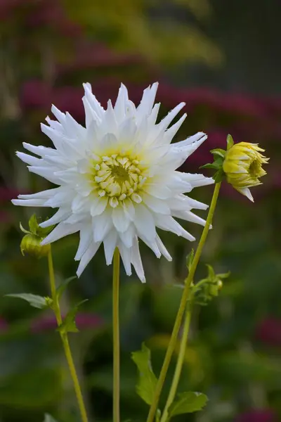 Semicactus Dahlia Floração Branca Jardim Dahlia Hybride — Fotografia de Stock