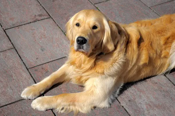 Golden Retriever Liegende Hond — Stockfoto