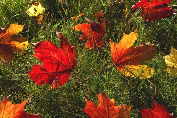Цветные Кленовые Листья Осенью Лежат Лугу Освещенном Солнцем — стоковое фото