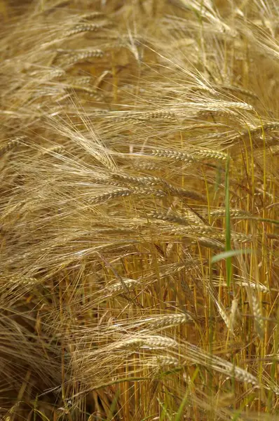 Barley field, barleys (Hordeum vulgare)