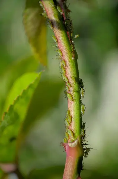 Áfidos Verdes Sobre Tallo Rosa —  Fotos de Stock