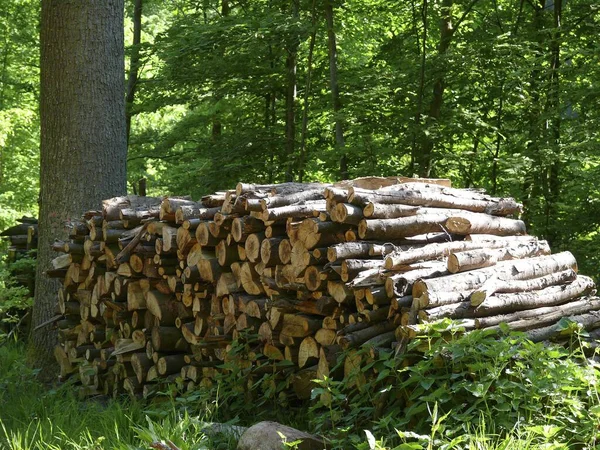 Firewood Store Forest — Stock Photo, Image