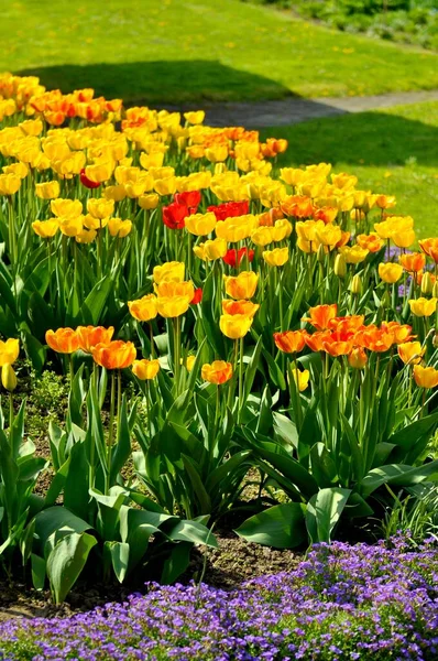 Tulipánový Květ Krásné Zelené Louce — Stock fotografie