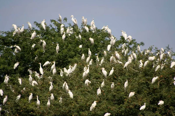 White Herons Waiting Crown Tree Senegal Africa — Stock Photo, Image