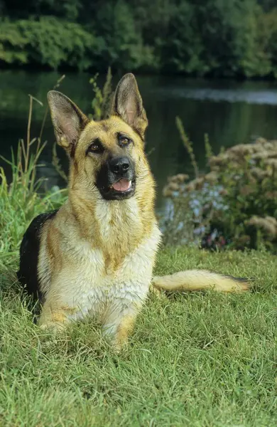 Tysk Shepherd Dog Fci Standard 166 — Stockfoto