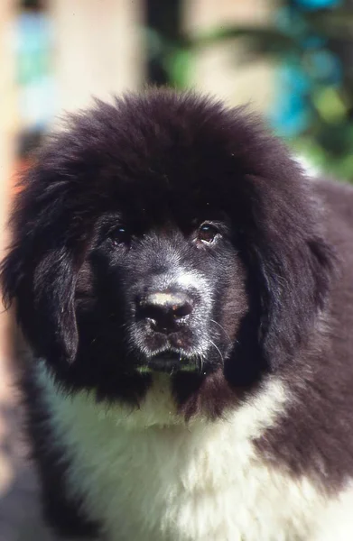 Newfoundland Puppy Bitch Months Old — Stock Photo, Image