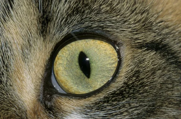 Evcil Kedi Kedi Gözü — Stok fotoğraf