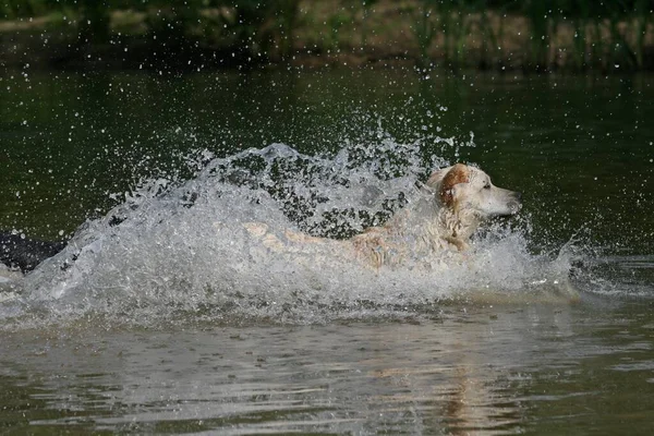 Labrador Retriever Water — Stock Photo, Image
