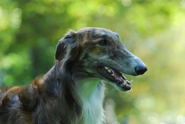 Borzoi Rus Greyhound Köpek Lupus Familiaris Erkek Portre — Stok fotoğraf