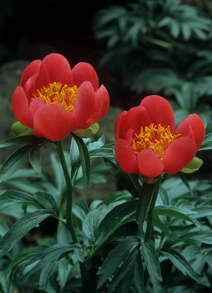 Kwiat Piwonii Ogrodzie Paeonia Suffruticosa Różowy Kwitnienie Krzew Piwonia — Zdjęcie stockowe
