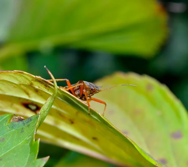Bug Hydrangea Leaf — Stock Photo, Image