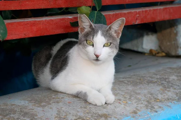 Domácí Kočka Sedí Venku Zblízka Pohled — Stock fotografie